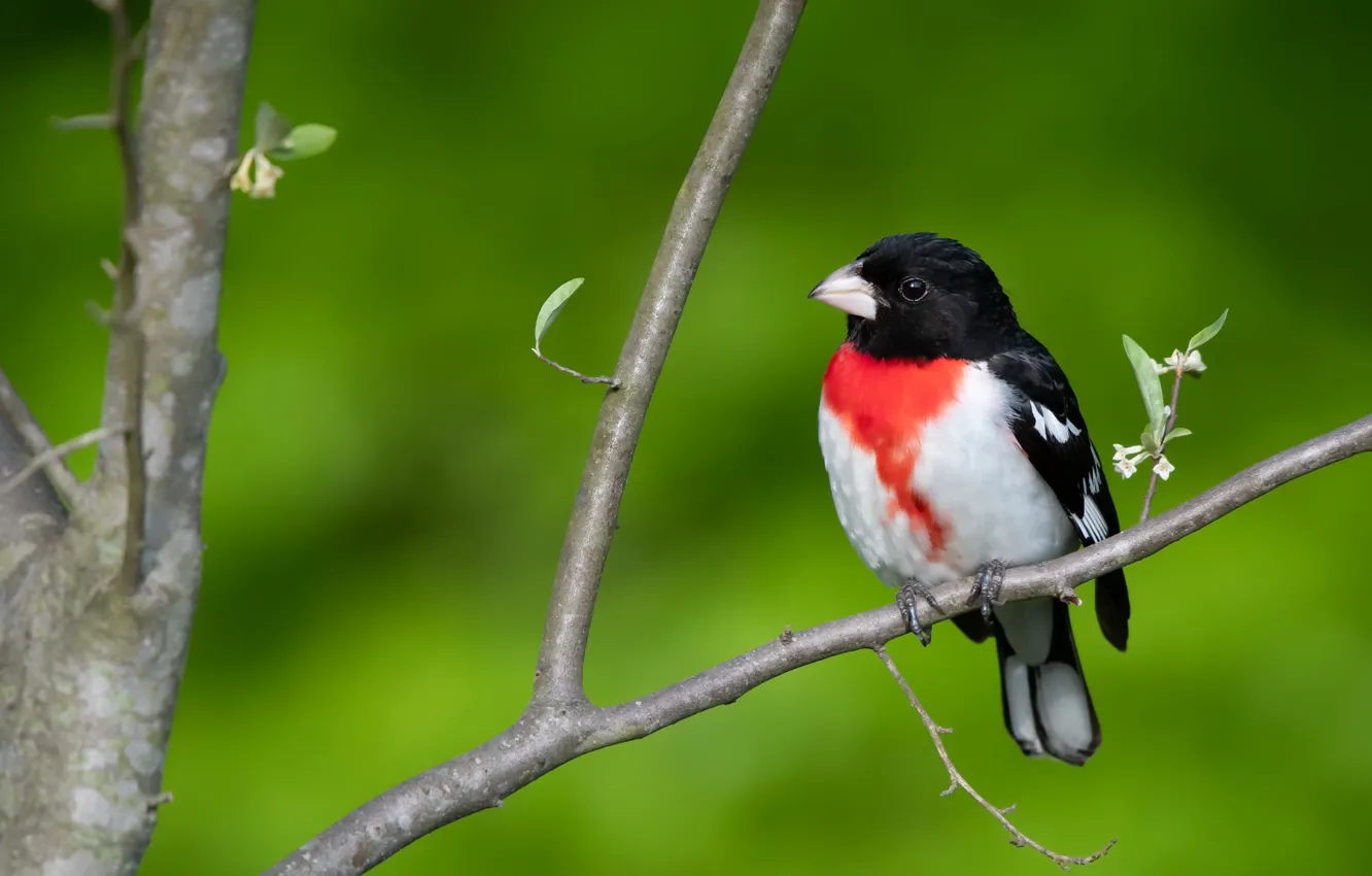 Photo wallpaper nature, bird, The red-breasted cardinal Dubonosov