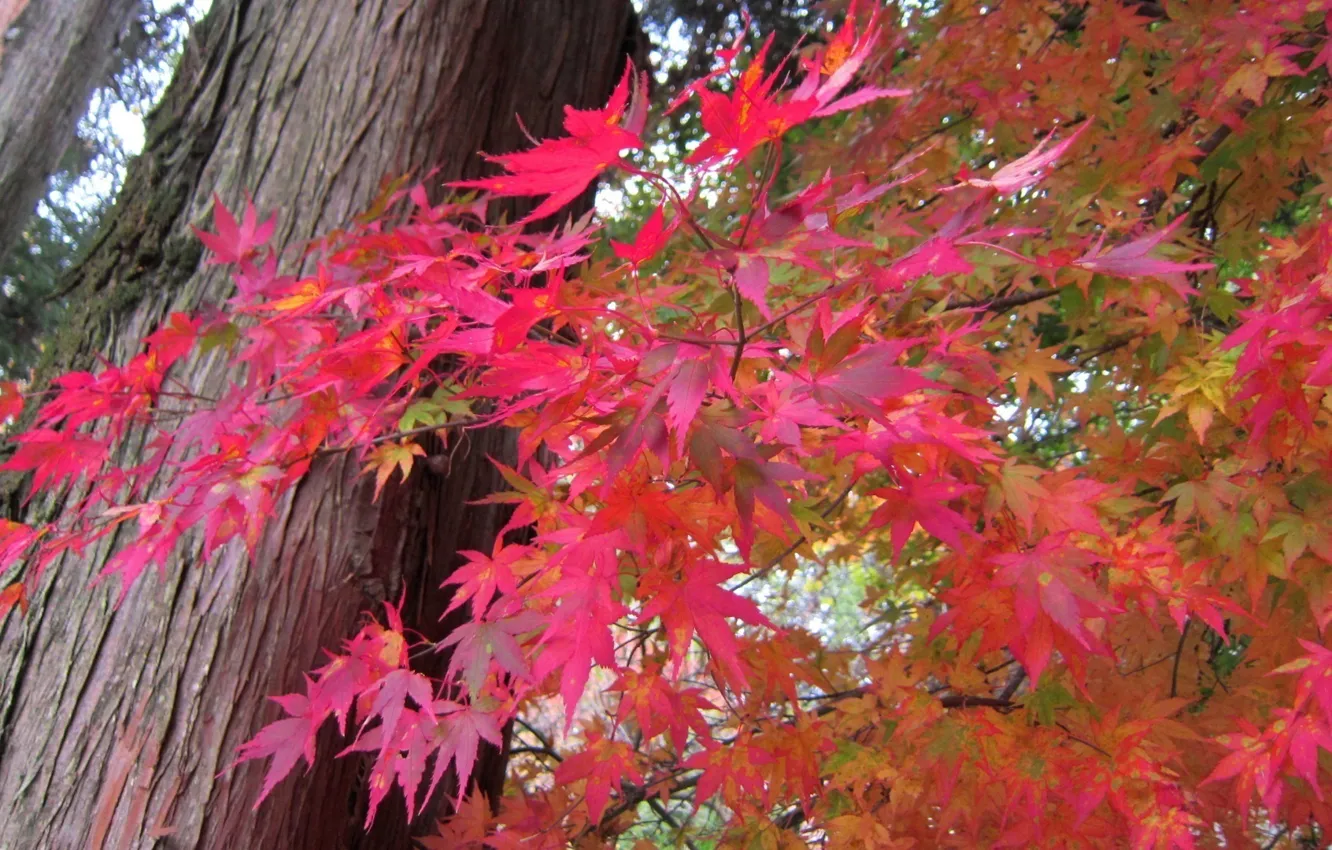 Photo wallpaper autumn, forest, leaves, trees, the crimson