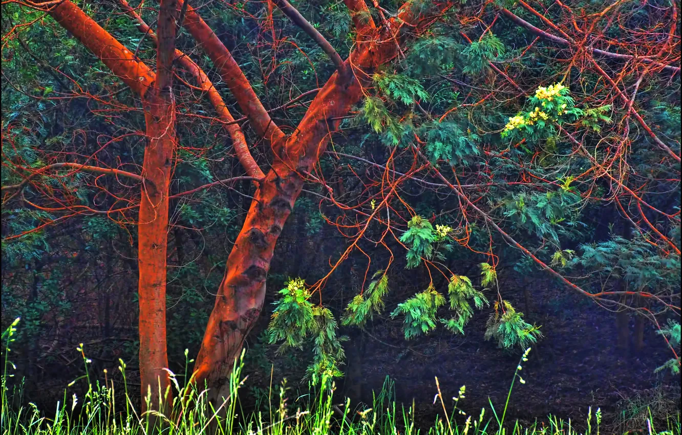 Photo wallpaper forest, grass, light, tree