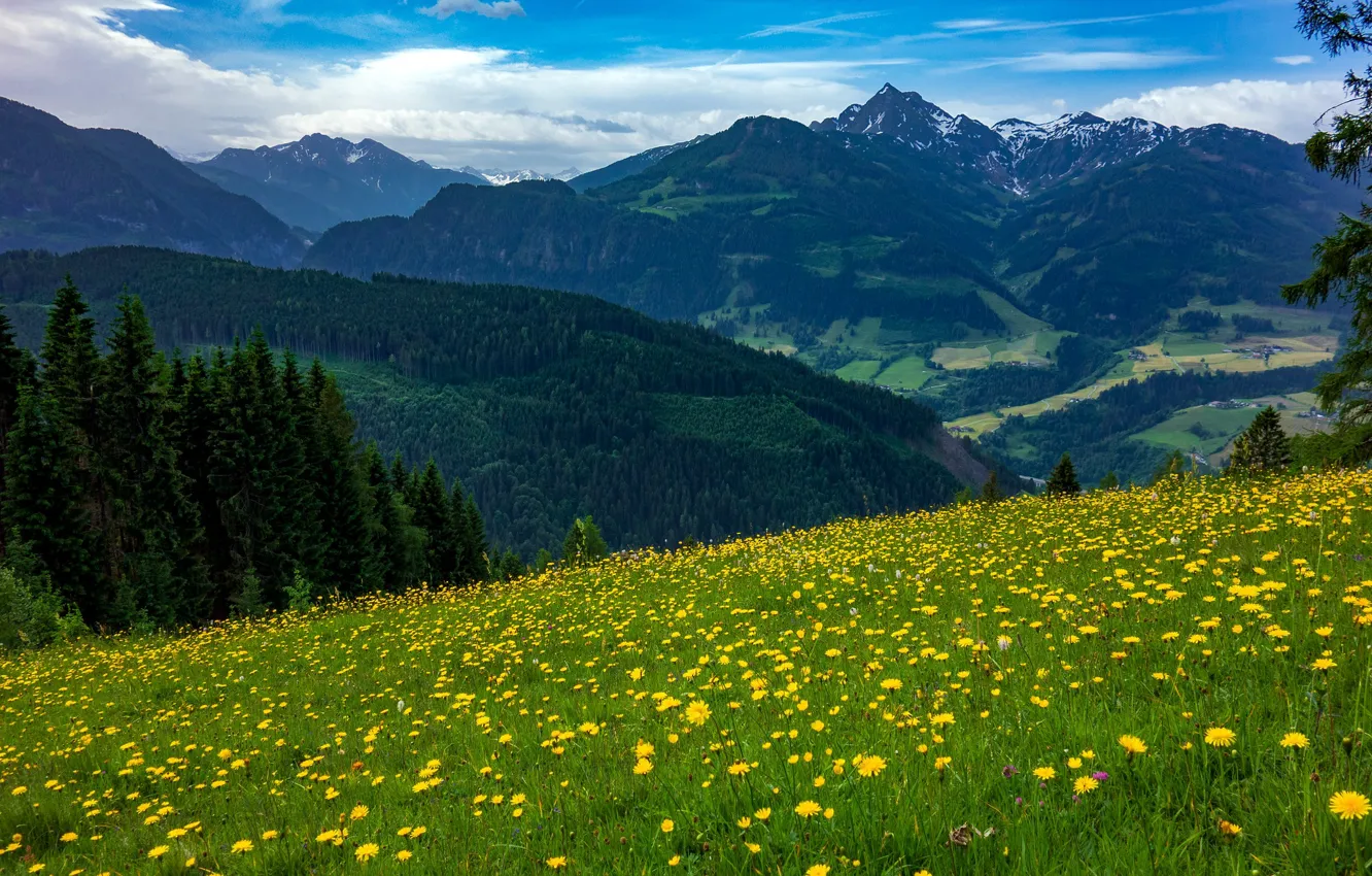 Photo wallpaper field, forest, flowers, mountains, dandelion, glade, spring, slope