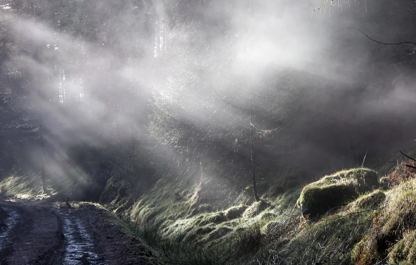 Photo wallpaper forest, nature, fog, morning