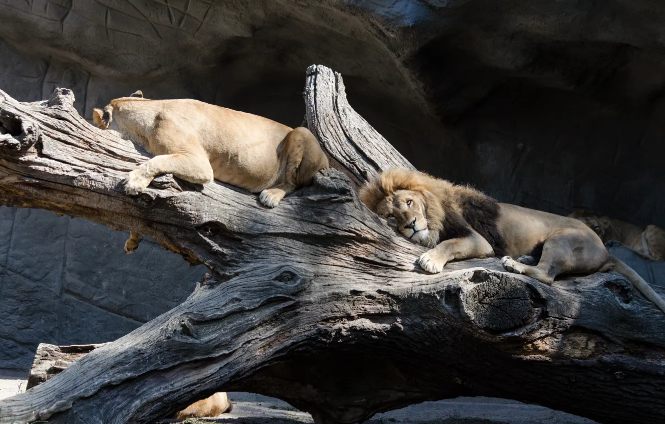 Photo wallpaper cat, stay, Leo, snag, lioness
