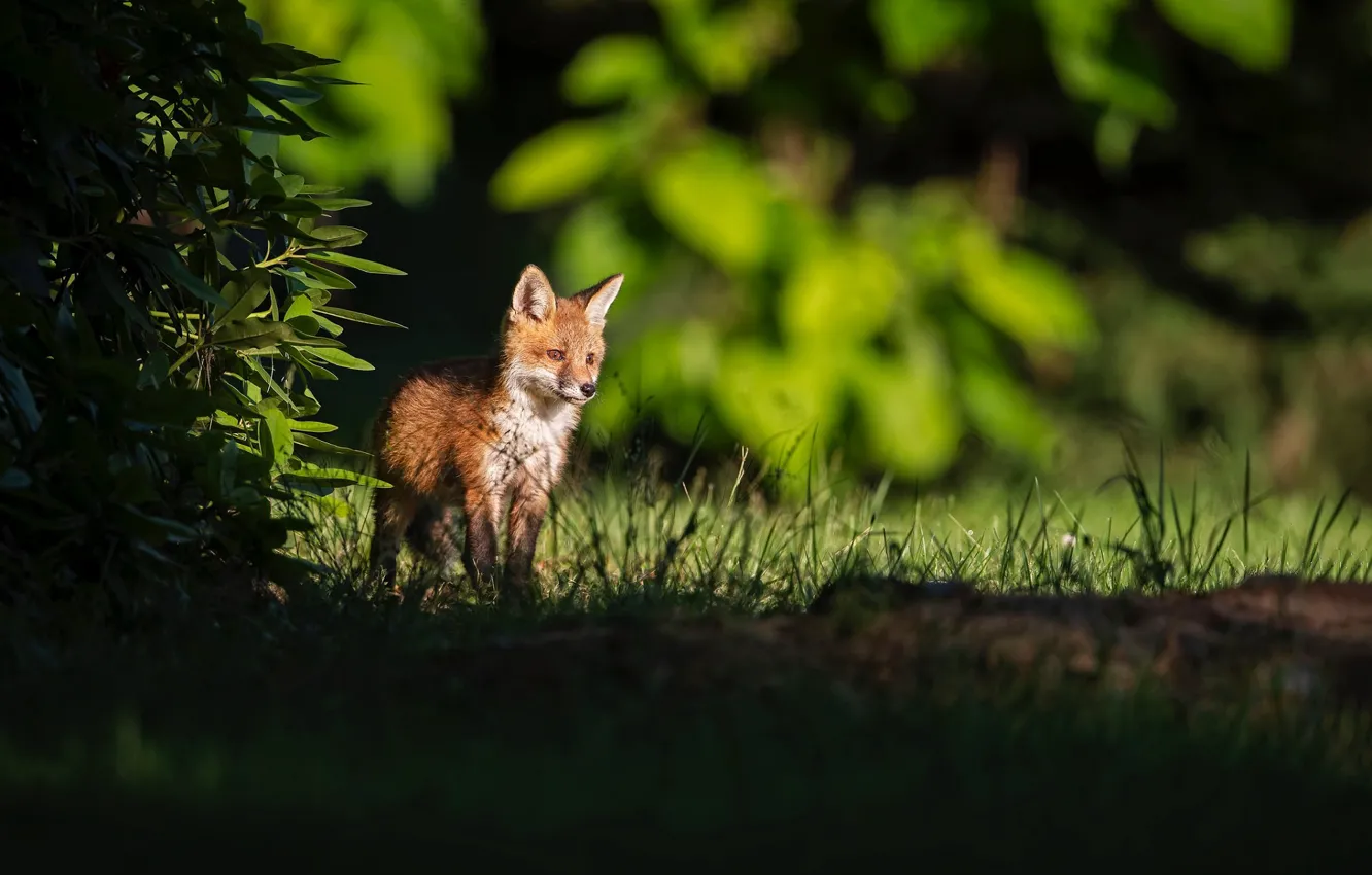 Photo wallpaper the edge of the forest, Fox, in the shadows