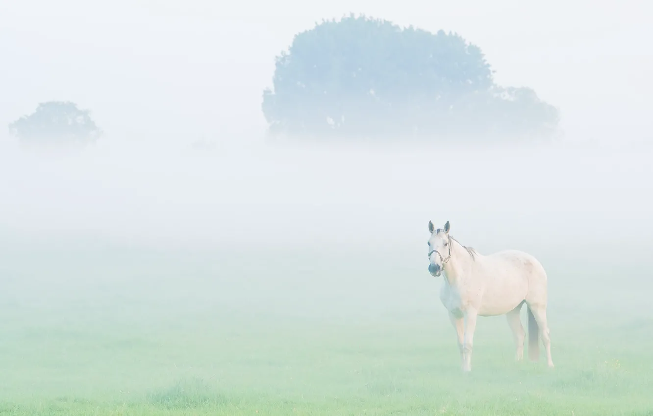 Photo wallpaper field, white, trees, fog, horse, horse, morning, haze