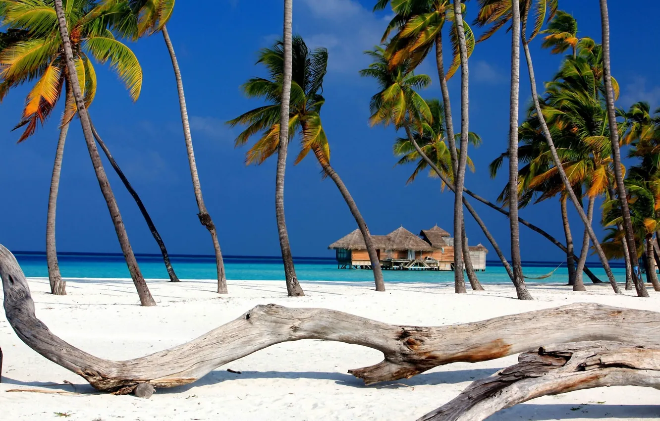 Photo wallpaper sand, the sky, palm trees, hammock, The Maldives, Bungalow