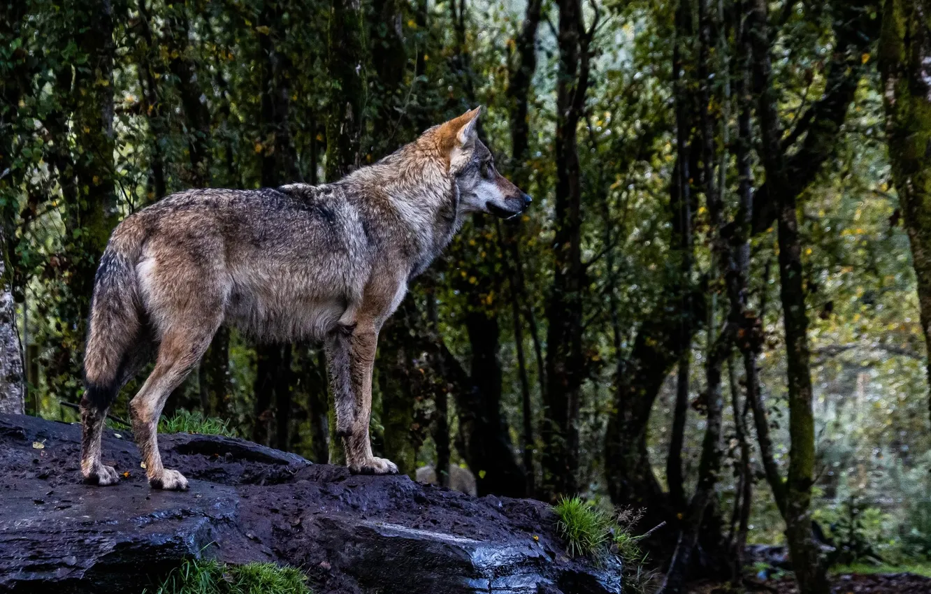 Photo wallpaper nature, predator, animal, wolf, wildlife, portrait, portrait., Canis lupus. face