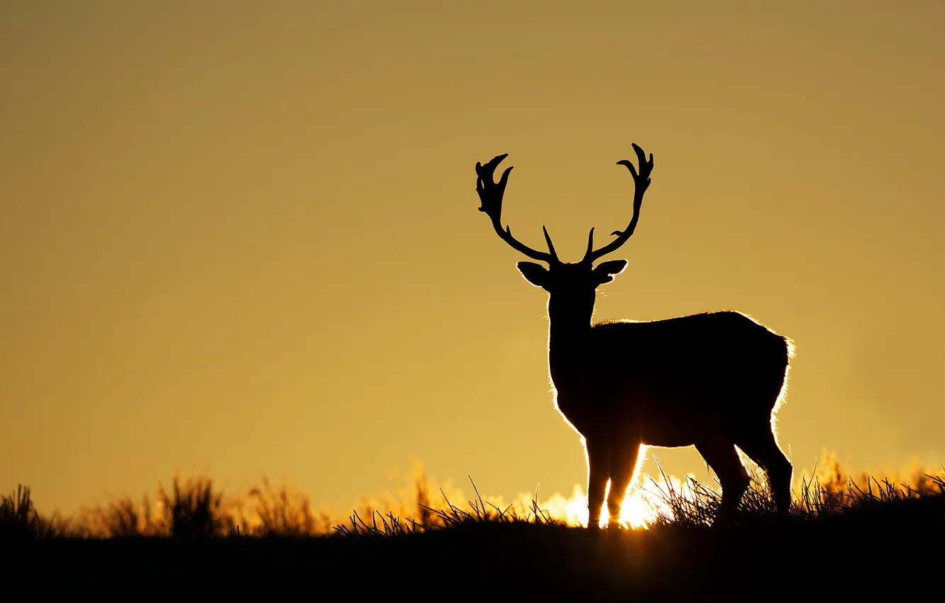 Photo wallpaper sunset, deer, silhouette