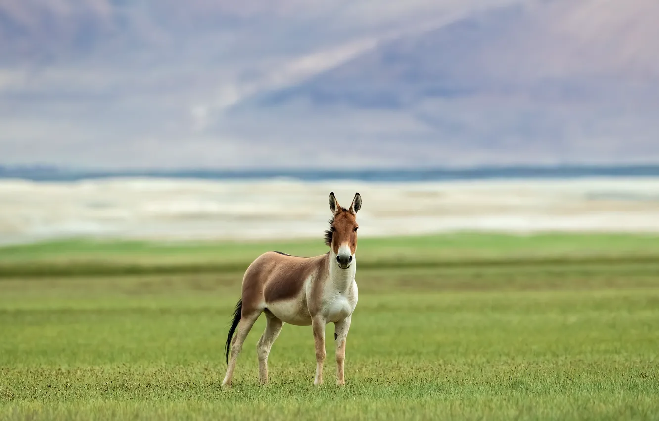 Photo wallpaper field, grass, mountains, donkeys, Ass, donkey