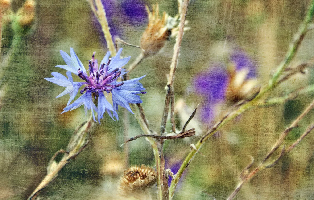 Photo wallpaper flowers, nature, plant, stem, canvas