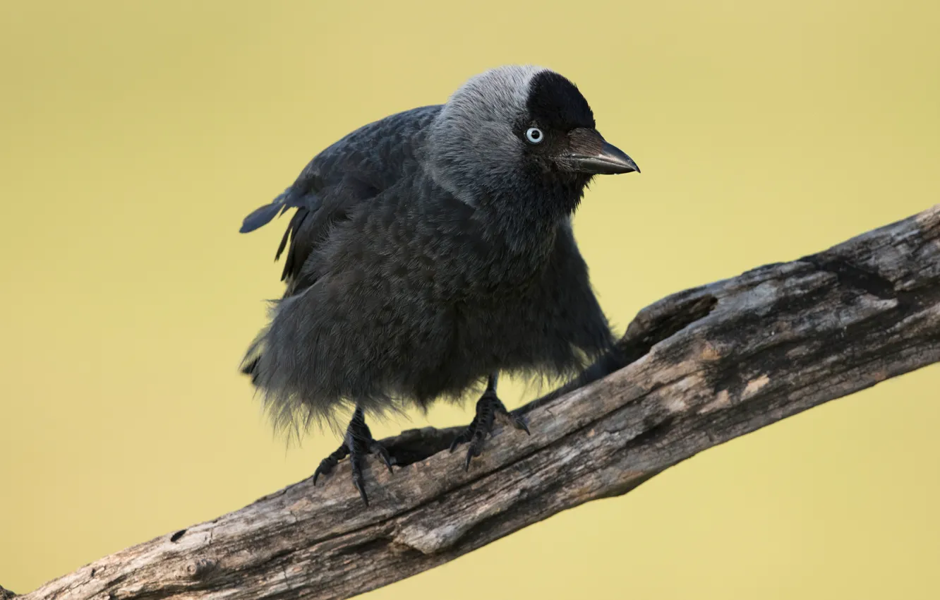 Photo wallpaper look, background, bird, bitches, jackdaw