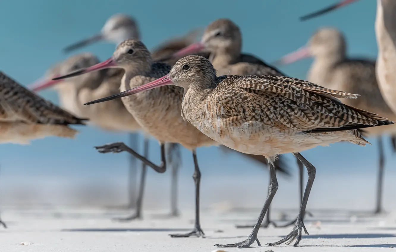 Photo wallpaper nature, background, bird