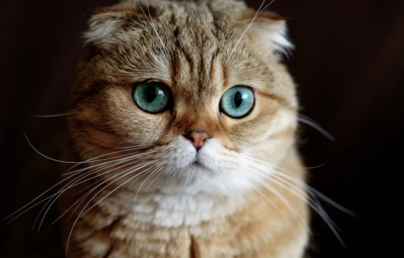 Photo wallpaper cat, look, muzzle, black background, Scottish fold, Scottish fold cat