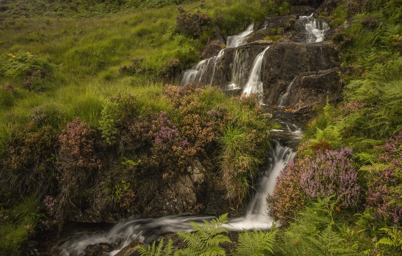 Photo wallpaper flowers, rocks, vegetation, waterfall, the bushes, Heather