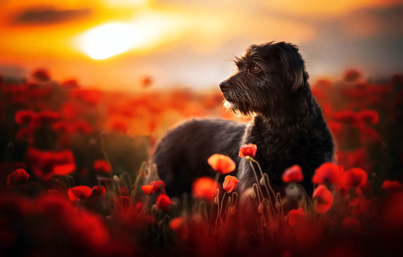 Photo wallpaper nature, each, Maki, dog
