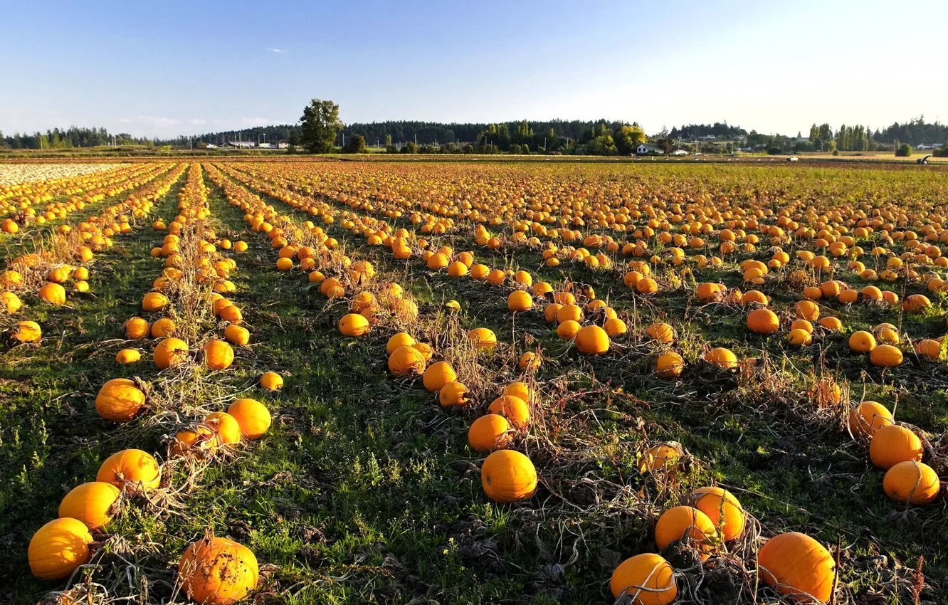 Photo wallpaper field, autumn, pumpkin, Harvest
