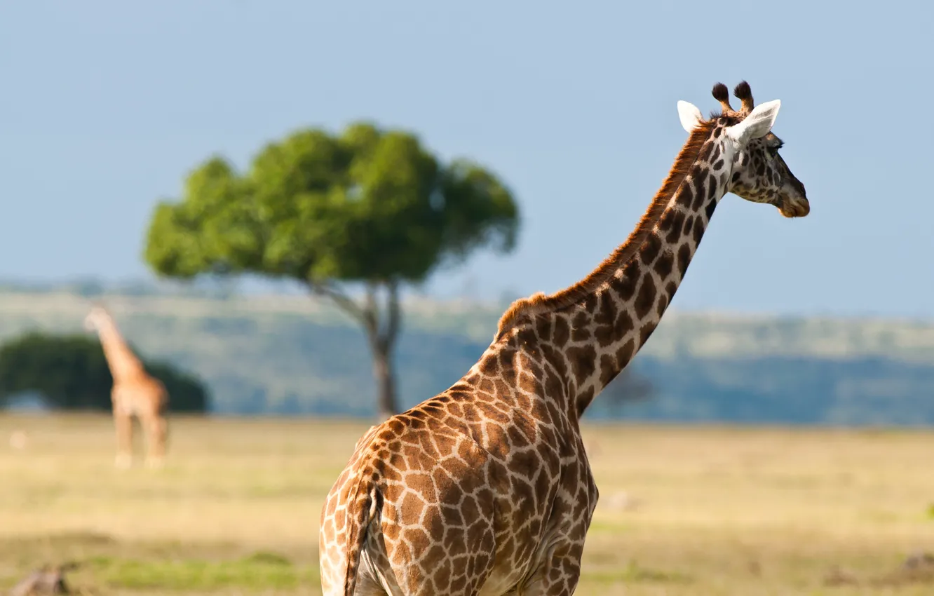 Photo wallpaper animals, summer, heat, giraffes, Africa, Australia, wildlife