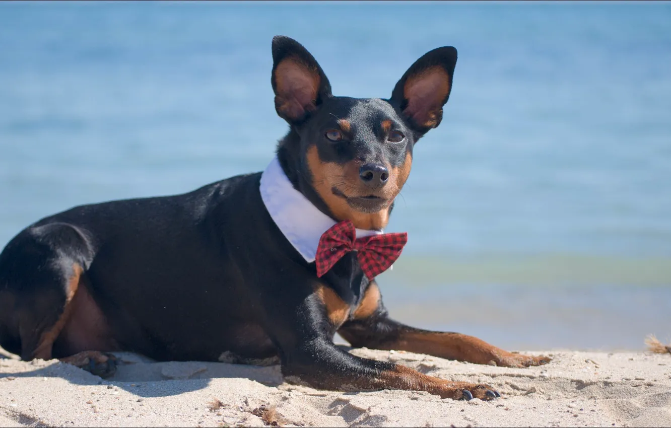 Photo wallpaper dog, Dandy, animaks