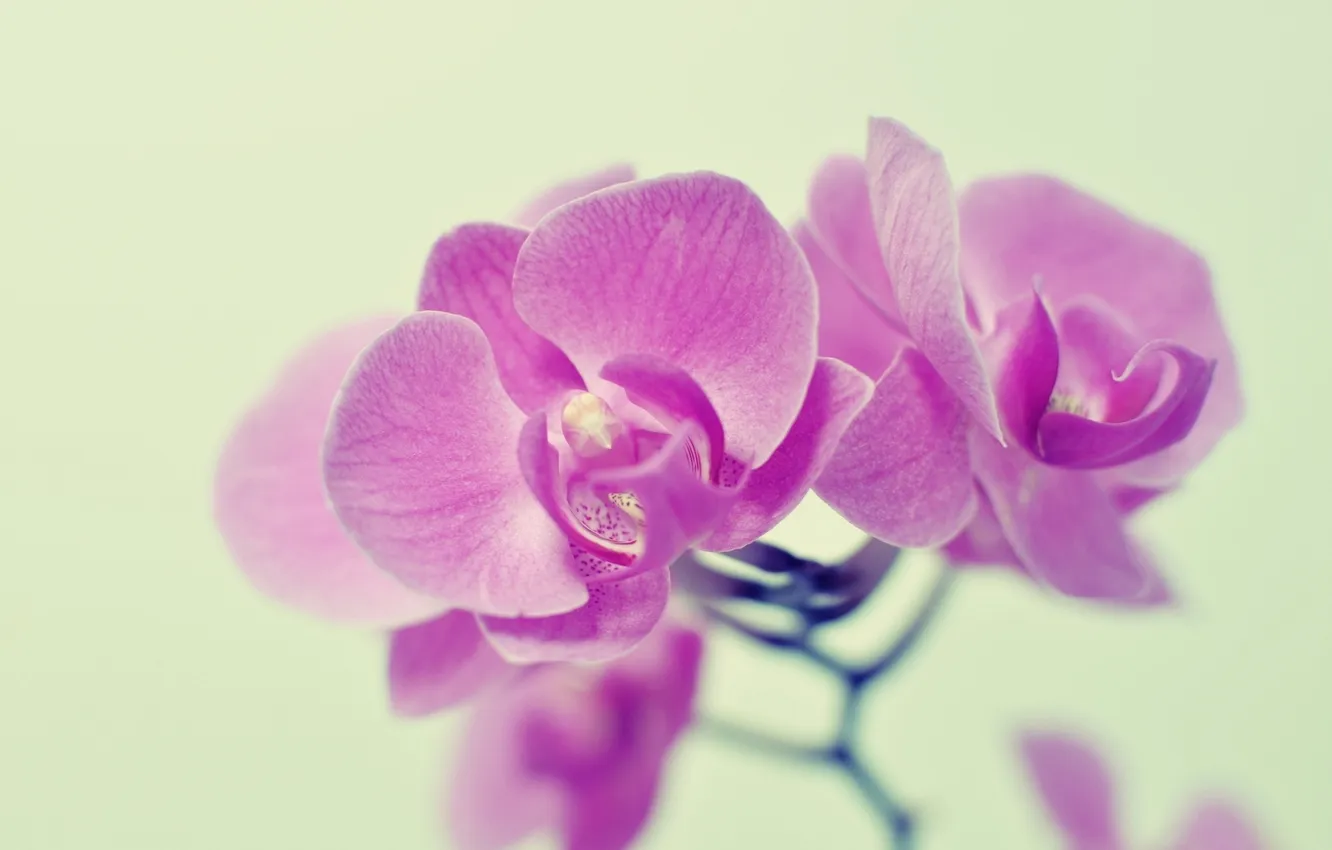 Photo wallpaper flowers, pink, Orchid