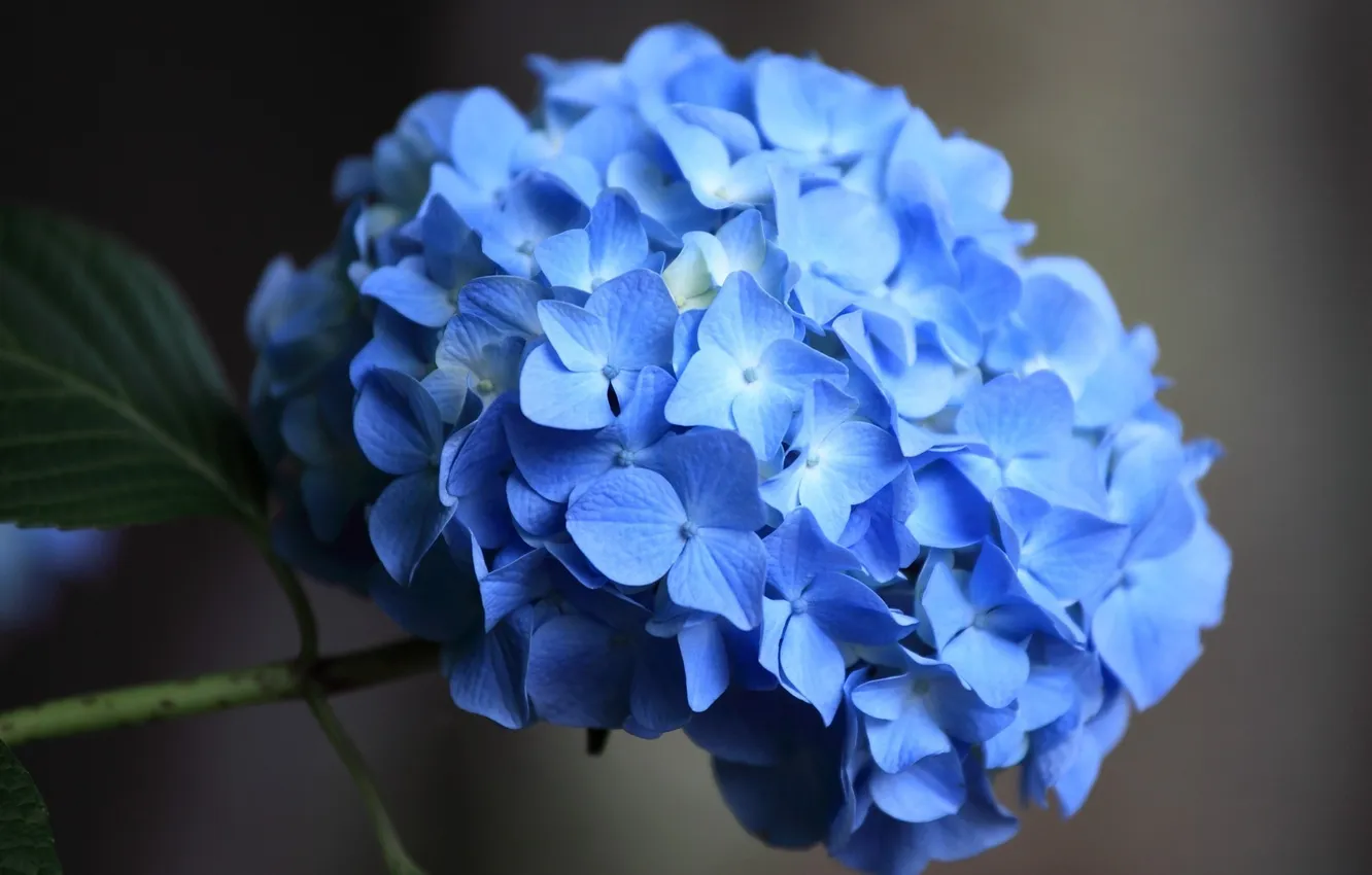 Photo wallpaper macro, blue, petals, hydrangea