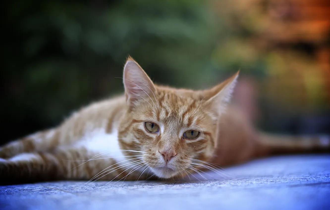 Photo wallpaper cat, muzzle, lying, white-red