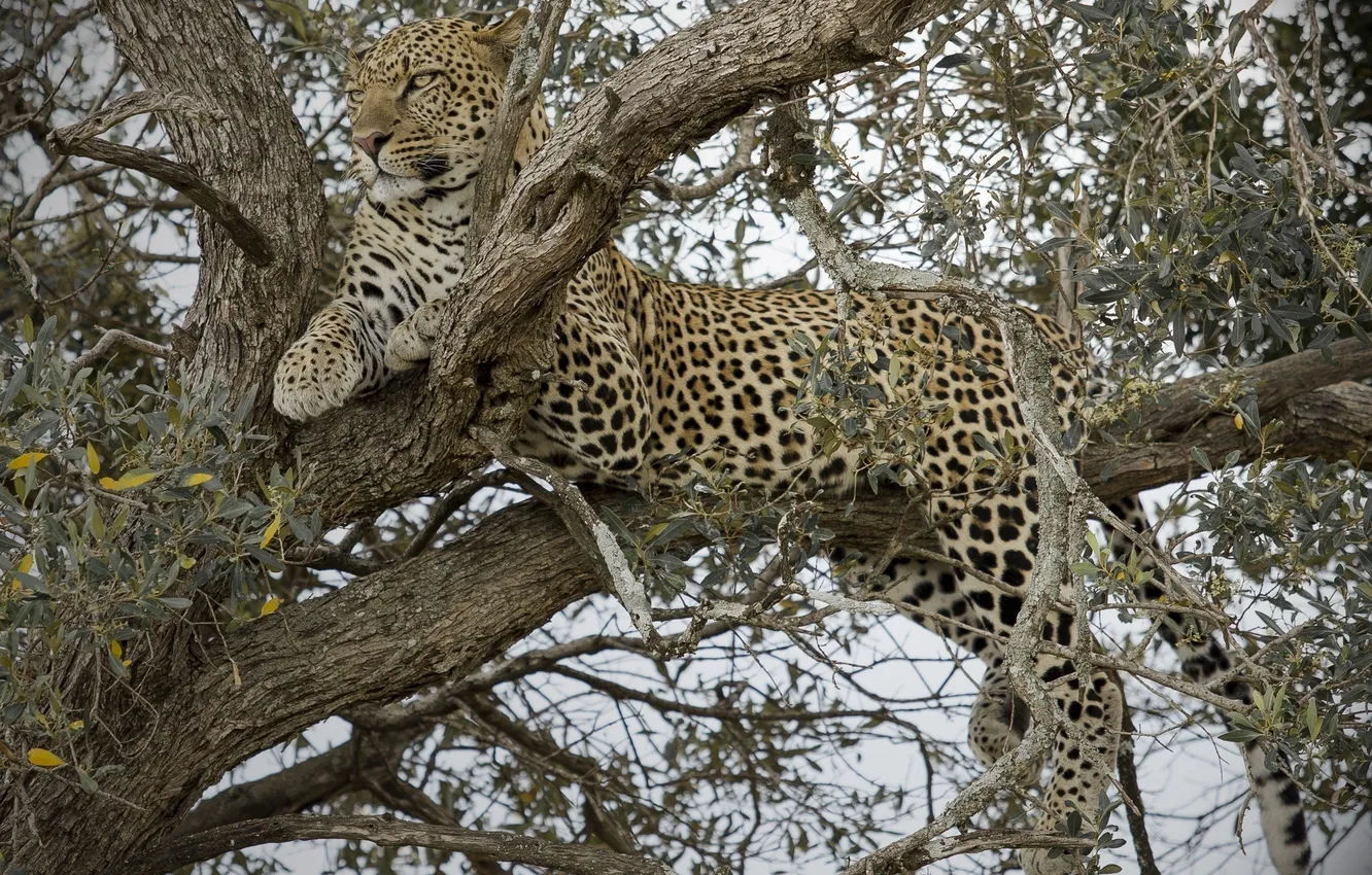 Photo wallpaper tree, stay, predator, leopard, wild cat