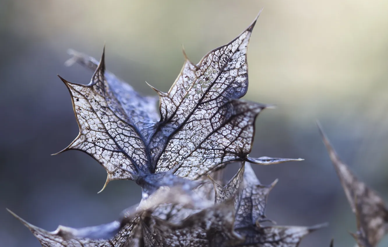 Photo wallpaper leaves, macro, light