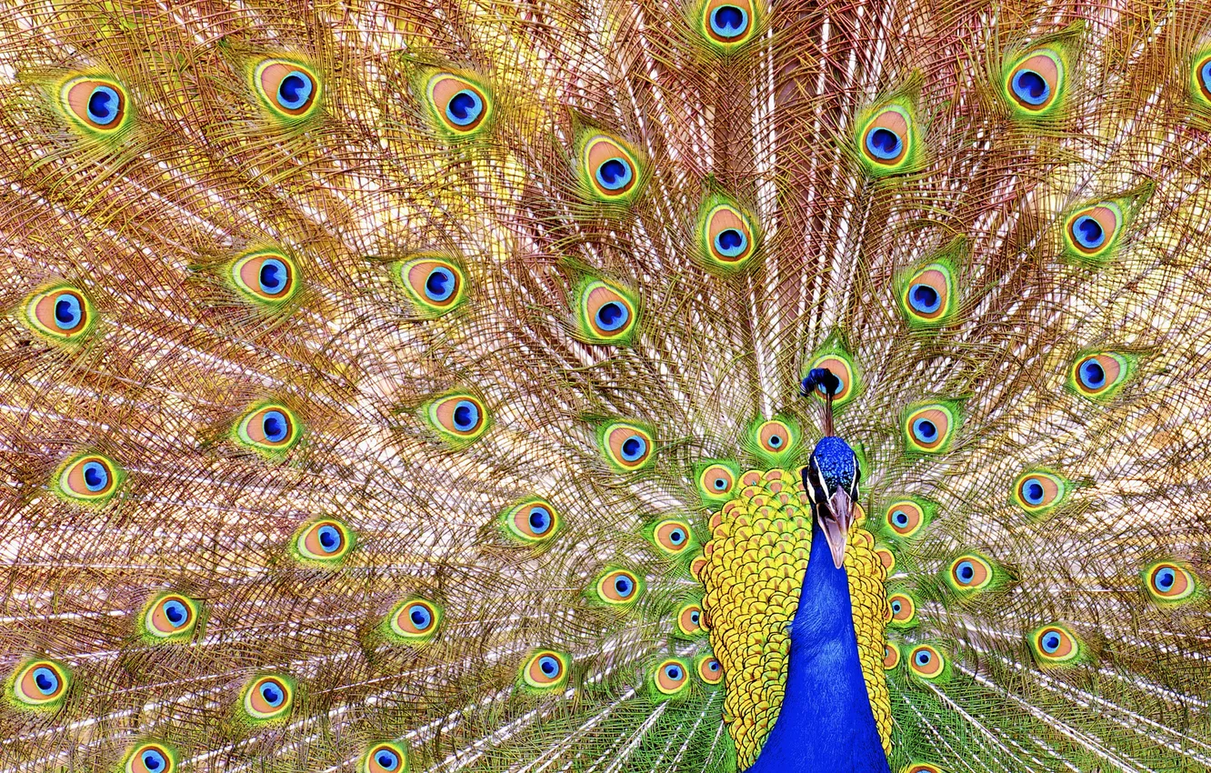Photo wallpaper bird, pattern, feathers, tail, peacock