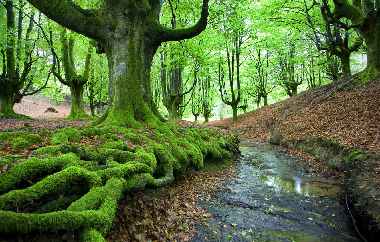 Photo wallpaper forest, nature, stream, moss