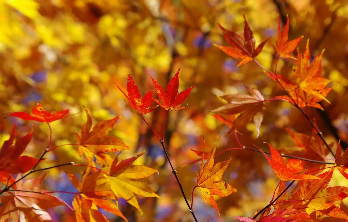 Photo wallpaper autumn, leaves, branches, Japanese maple