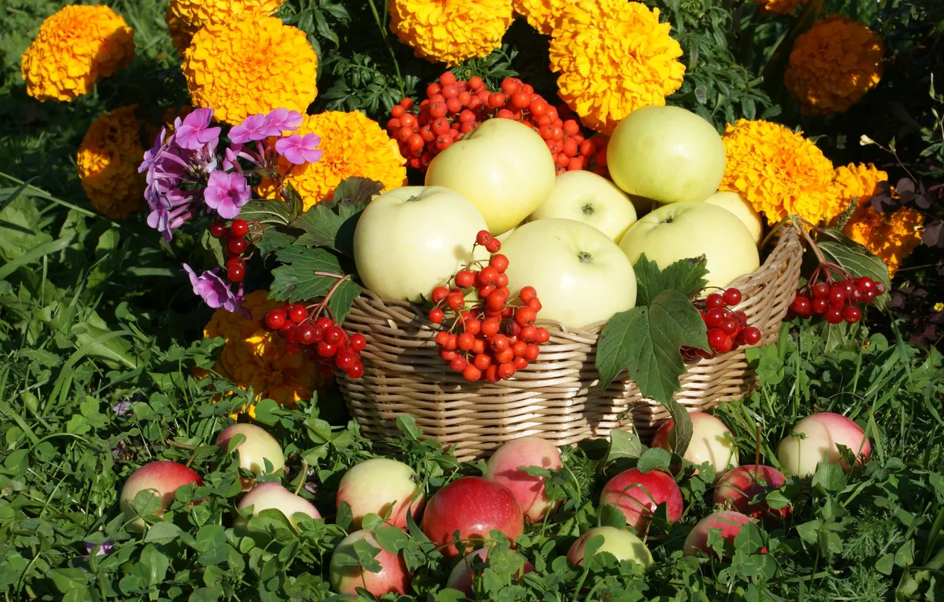Photo wallpaper flowers, basket, apples, Rowan, Kalina, Phlox, marigolds