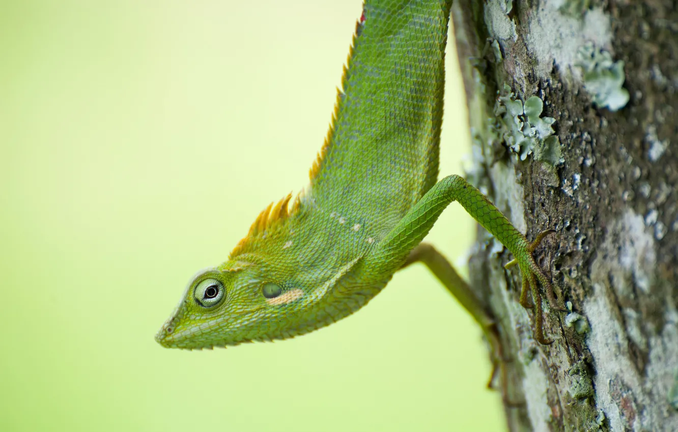 Photo wallpaper green, tree, chameleon