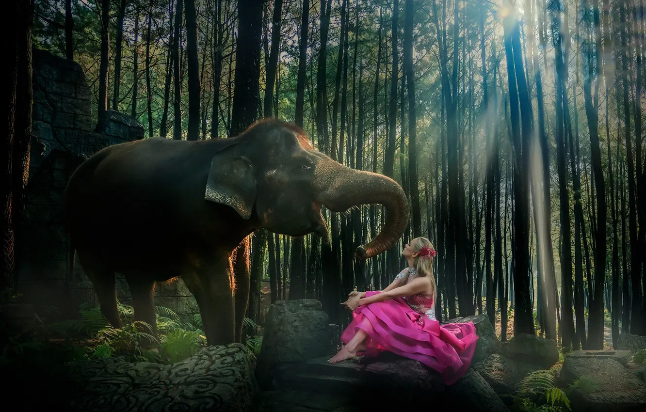 Photo wallpaper girl, nature, elephant