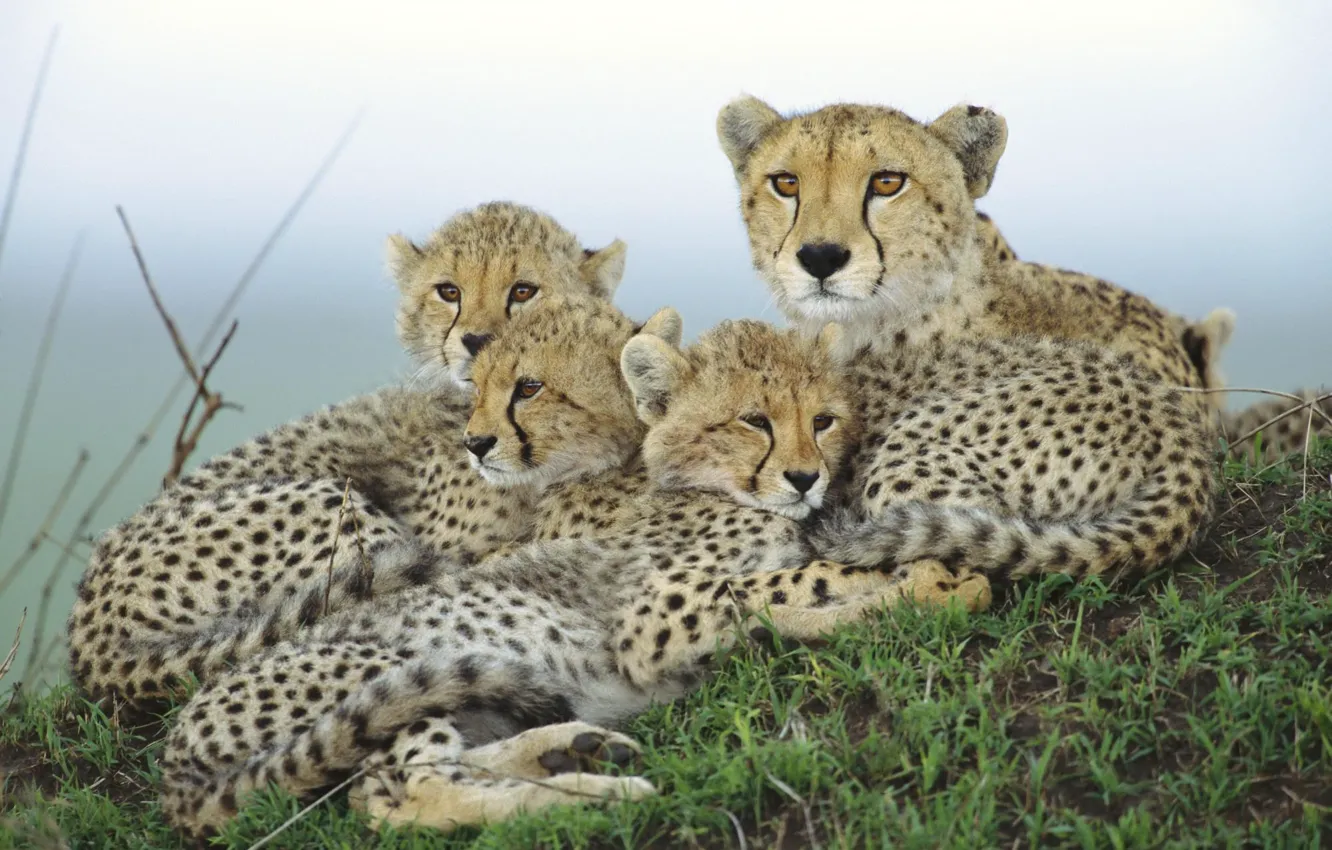 Photo wallpaper family, Cheetah, cub, mother