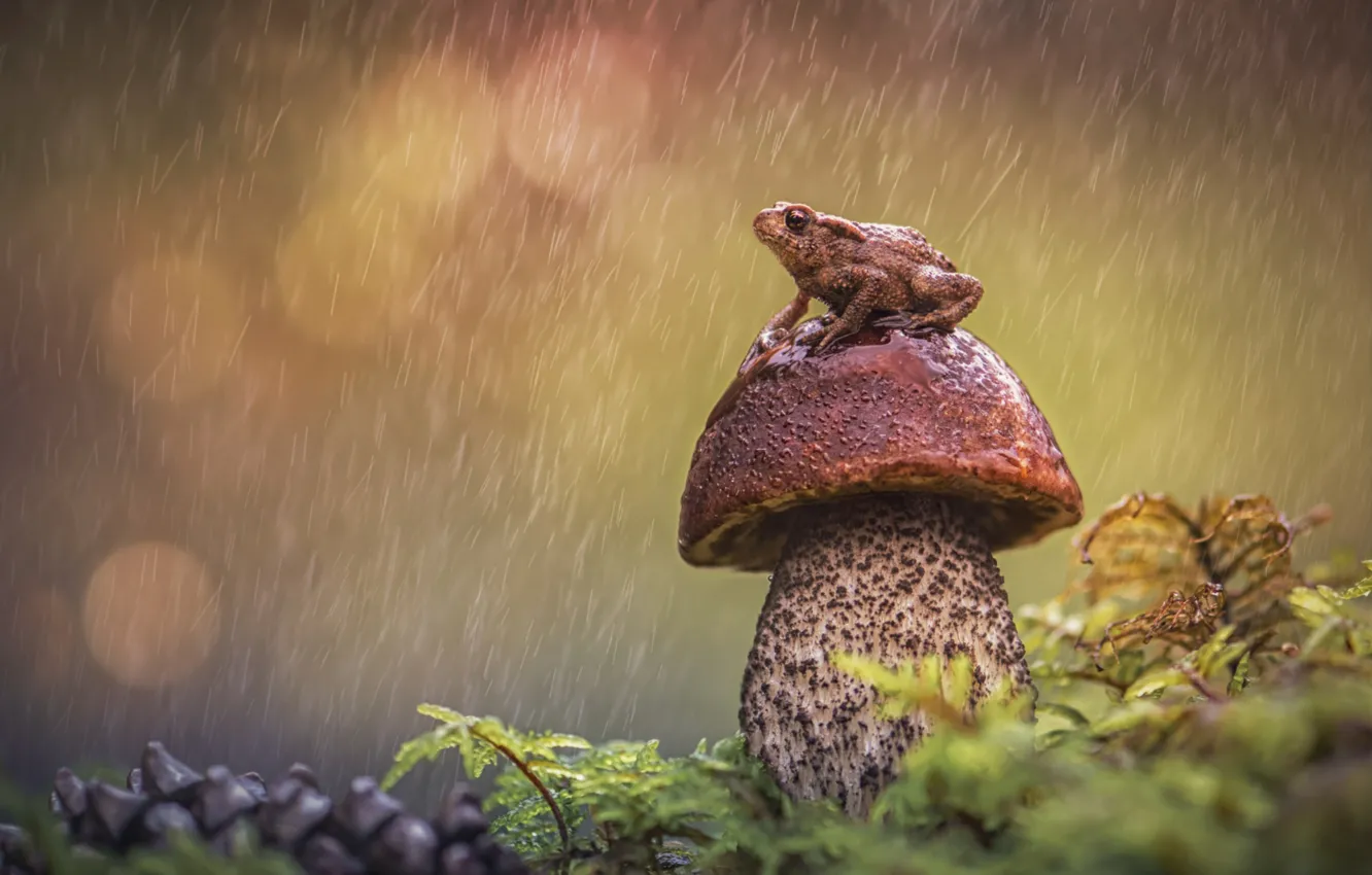 Photo wallpaper rain, mushrooms, frog, Borovik
