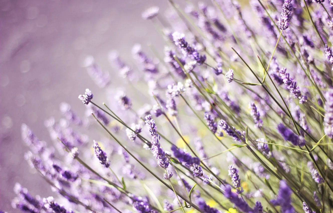 Photo wallpaper field, grass, flowers, field, lavender, lilac