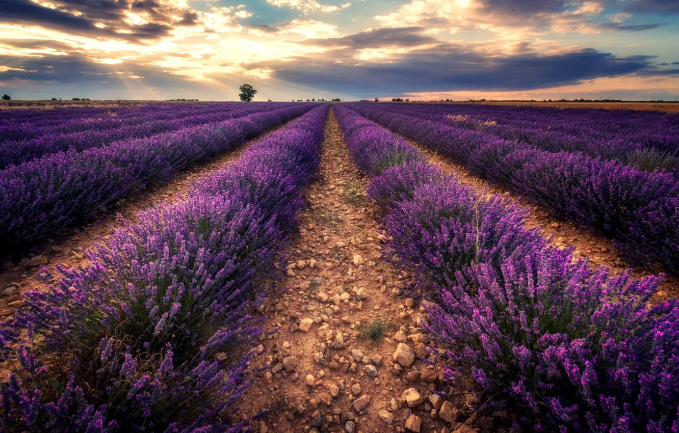 Photo wallpaper lavender, plantation, lavender field