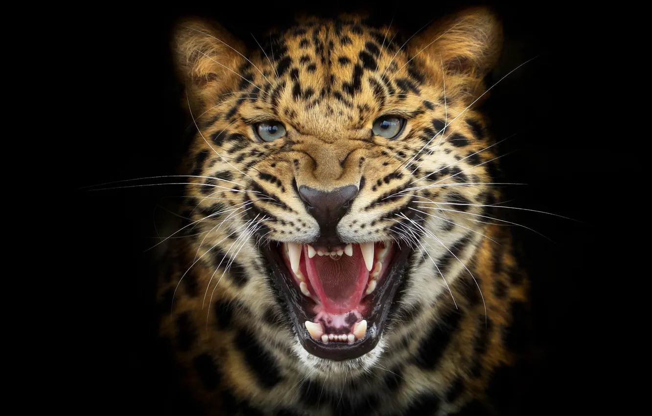 Photo wallpaper background, leopard, roar