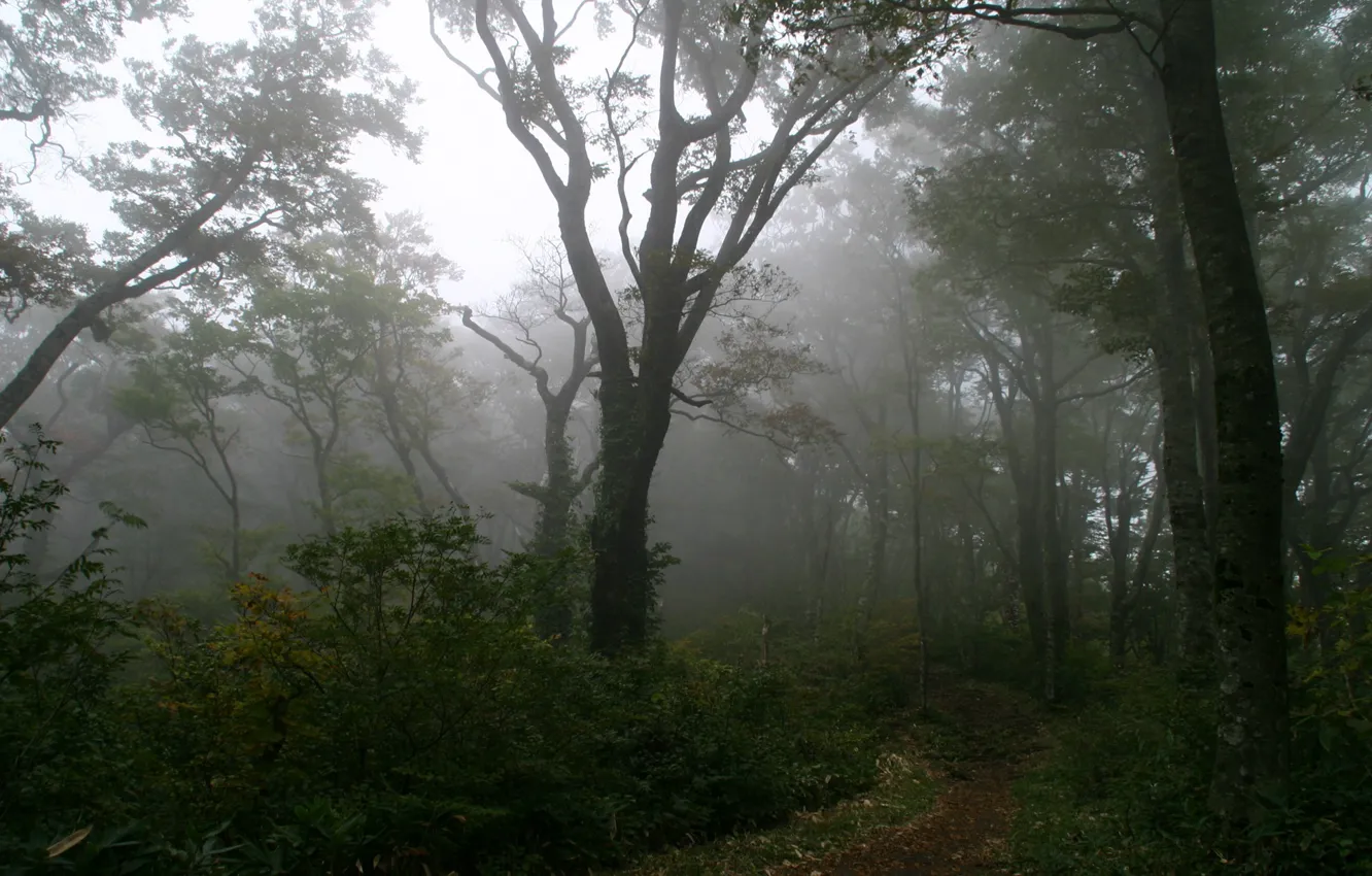Photo wallpaper forest, fog, tree, path