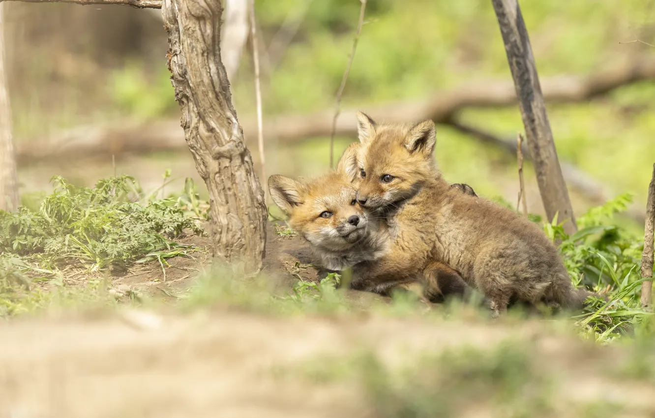 Photo wallpaper nature, Fox, a couple, Fox, two Fox