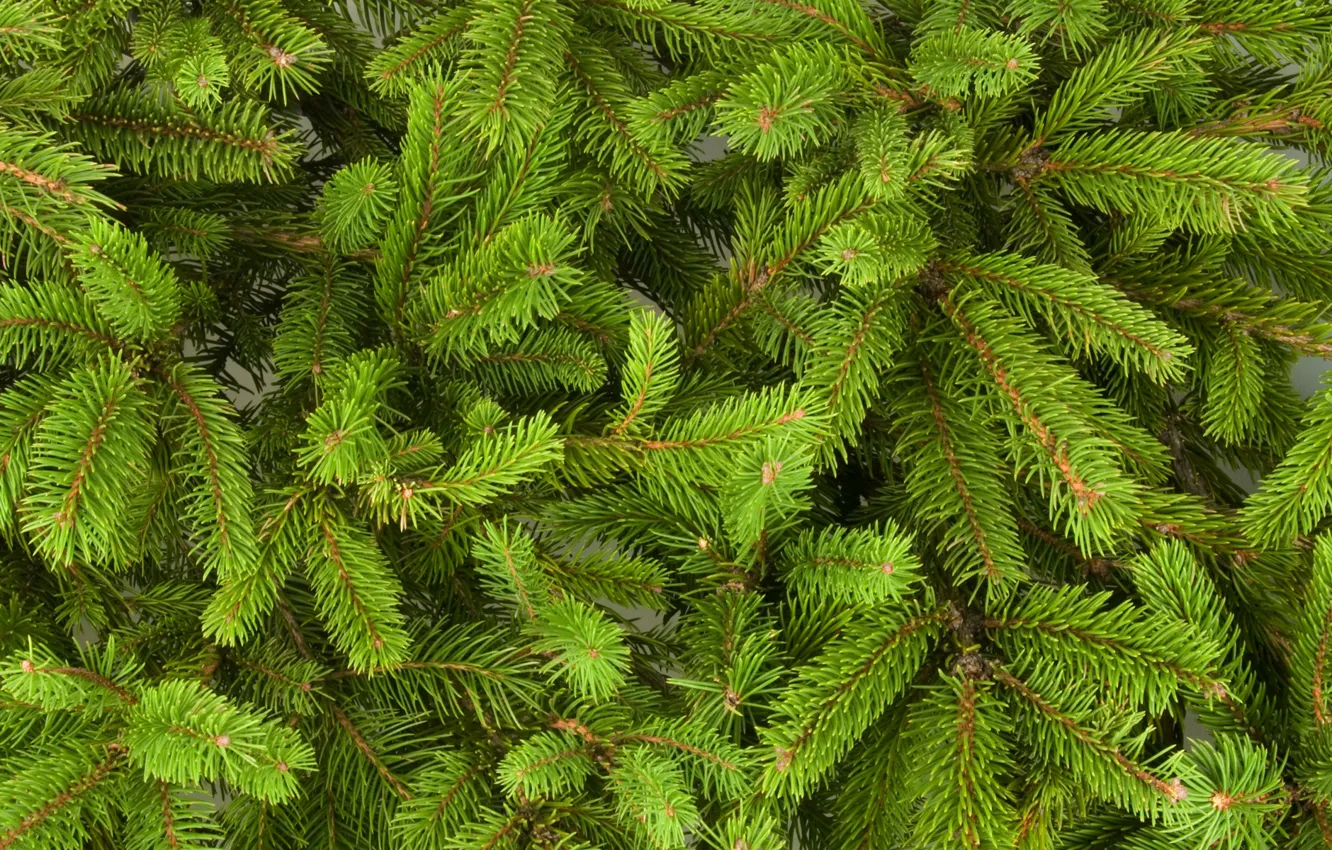 Photo wallpaper branches, tree, new year