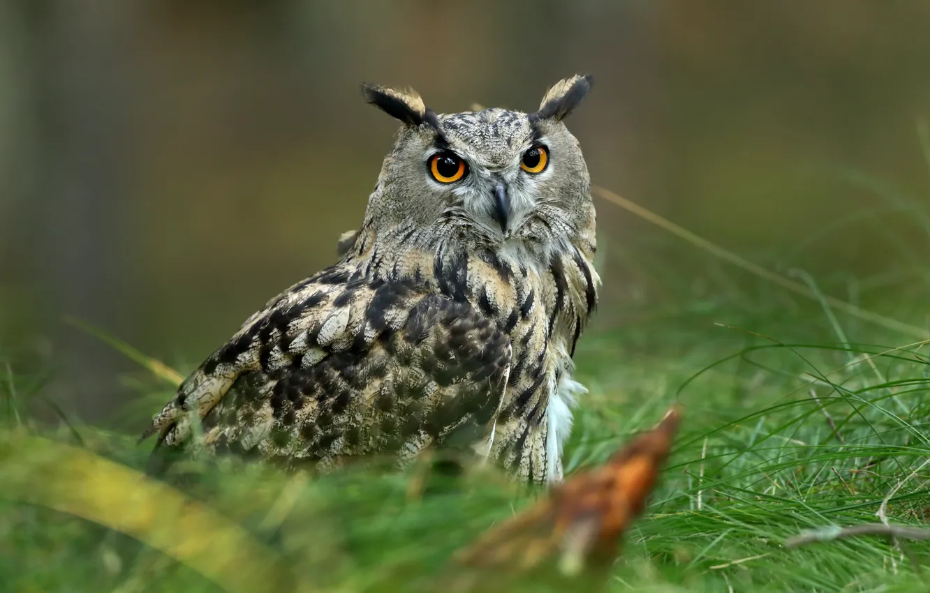 Photo wallpaper grass, nature, bird, owl