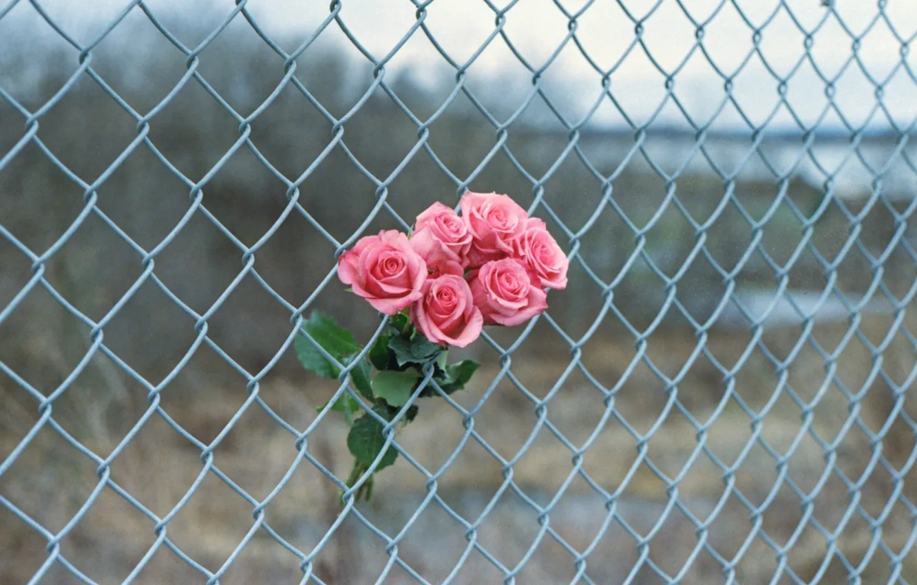 Photo wallpaper mesh, the fence, roses, petals