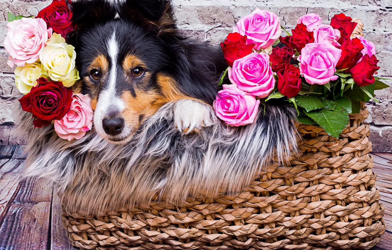 Photo wallpaper look, face, flowers, basket, roses, dog, sheltie, Shetland Sheepdog