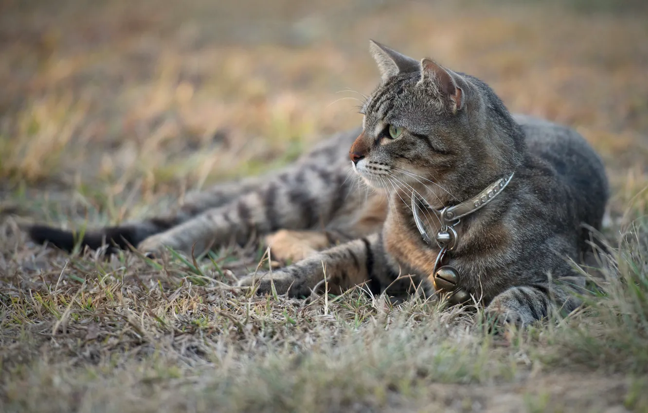 Photo wallpaper cat, grass, cat, look, grey, collar