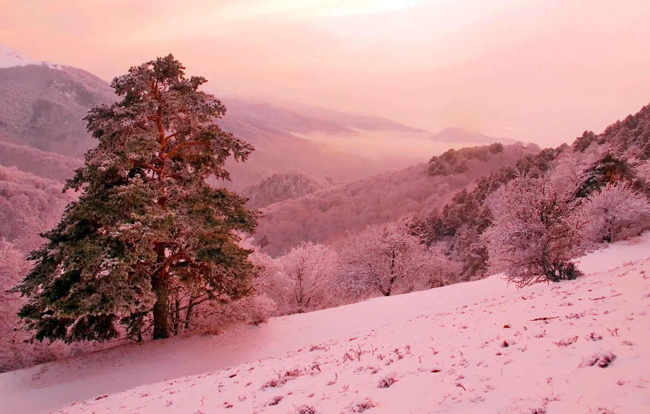 Photo wallpaper winter, mountains, fantasy, slope, pink, pine