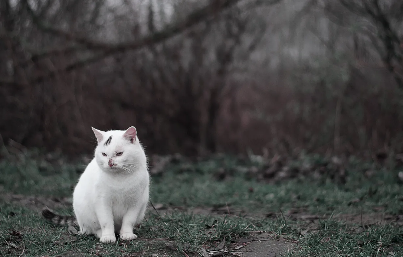 Photo wallpaper green, white, grass, cat, autumn, darkness, cold, sit