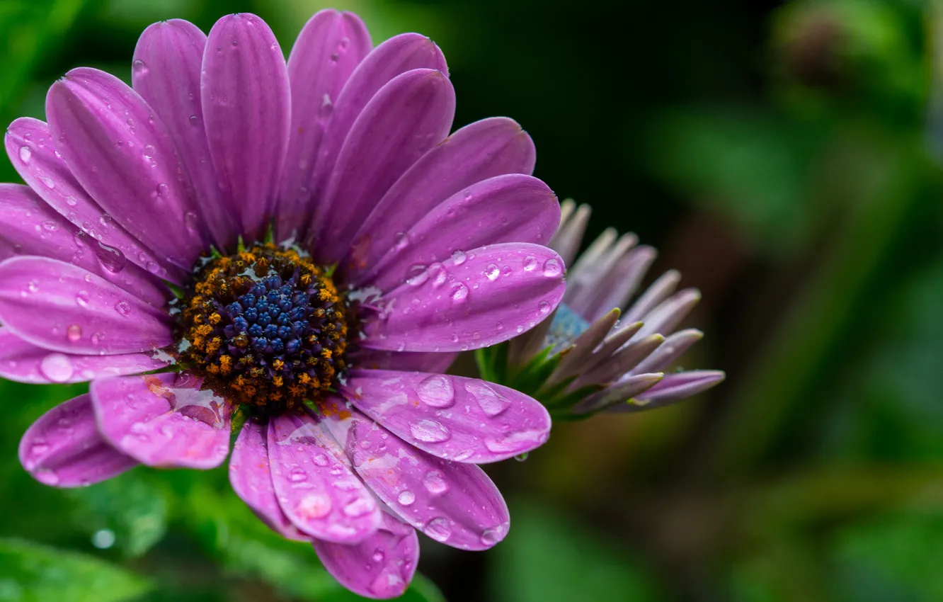 Photo wallpaper water, drops, macro, flowers, Rosa