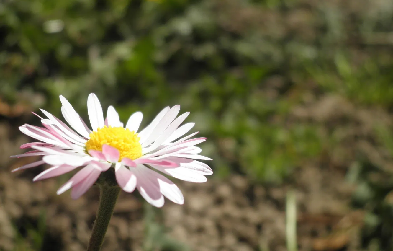 Photo wallpaper flower, yellow, meadow, Daisy