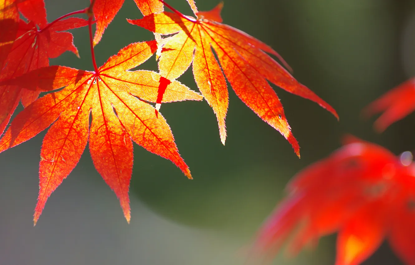 Photo wallpaper autumn, leaves, nature, maple