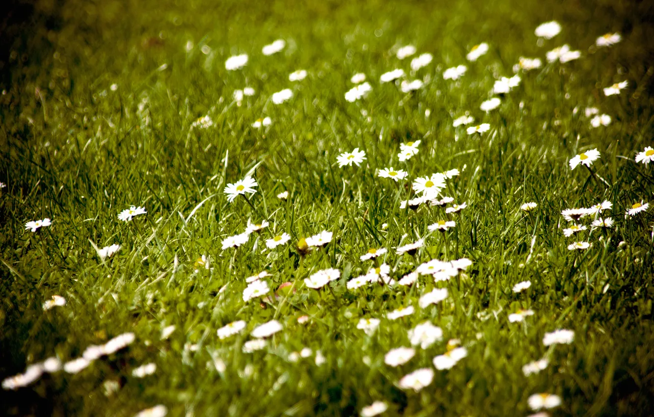 Photo wallpaper field, flowers, nature, photo, Wallpaper